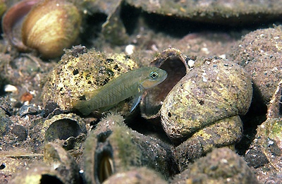 Telmatochromis cf. temporalis 'Mbita Island'